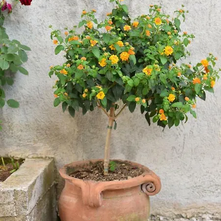 Casa Gentile Nocleg ze śniadaniem Agerola