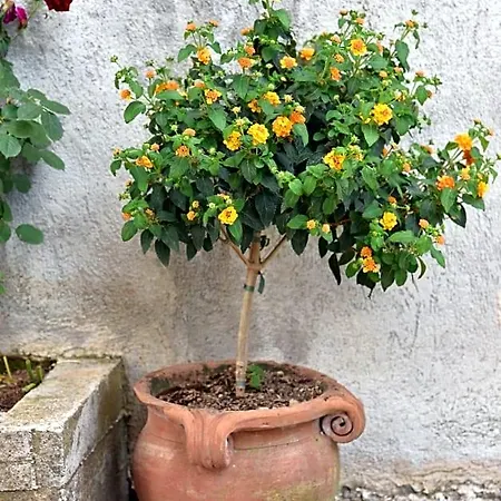 Casa Gentile Oda ve Kahvaltı
